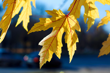 Colorful yellow maple foliage with shallow depth of field in a public park in autumn. Dark background. Evening time.