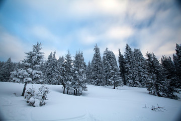 Fototapeta na wymiar Snowy fir trees