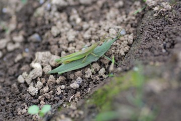 Atractomorpha lata / Grasshopper