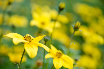 Yellow floral background