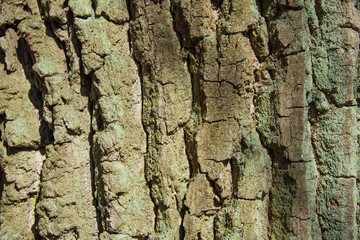 old tree bark