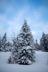 Snowy fir trees