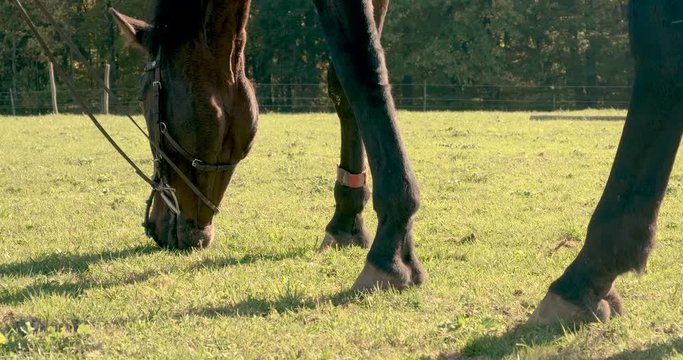 Grasendes Pferd tiefstehende Sonne 4k DCI 50%  Speed