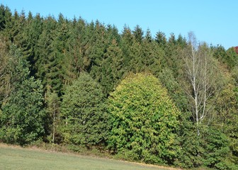 Fototapeta na wymiar Herbstlich bunter Wald im Oktober am Hang im Erzgebirge