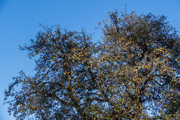 Reife Birnen am Birnenbaum