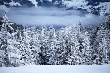 Snowy fir trees