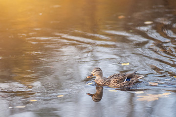 mallard duck swims across the wters of a autumn golden reflection