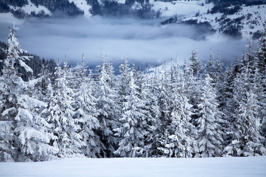 Snowy fir trees