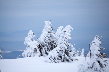 Snowy fir trees