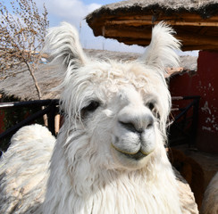 Obraz premium Alpaca close-up in a farm in Peru