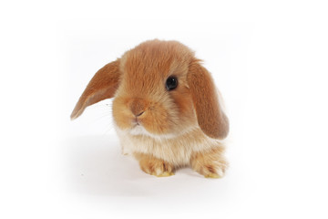 Cute bunny baby rabbit lop kit. New born bunnies.