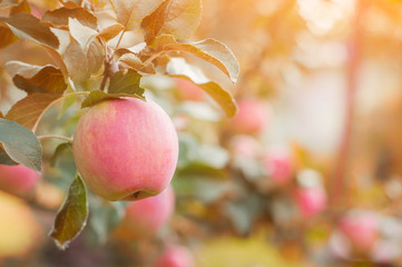 pink apples hang on a branch in the autumn garden - 228190543