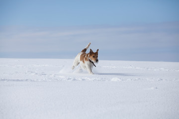 Fototapeta na wymiar Dog in snow
