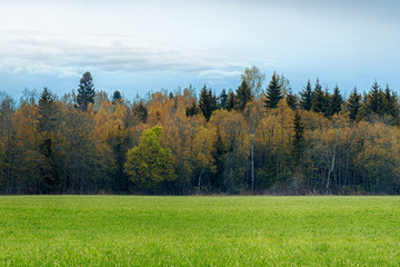 Fototapeta premium A field strewn with grass and forest. Autumn landscape