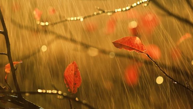 Autumn rain close-up