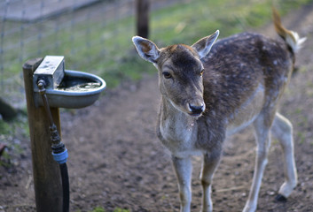 Deer in public park during autumn season at a sunny day