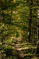 Waldweg im Herbst