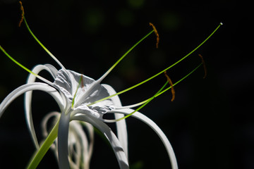 close-up of exotic white flower on black background