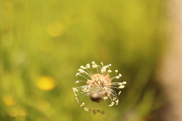 Cerrado flower nature