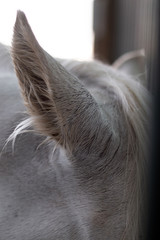 horse body detail ear