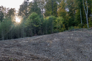 Abholzung im Wald