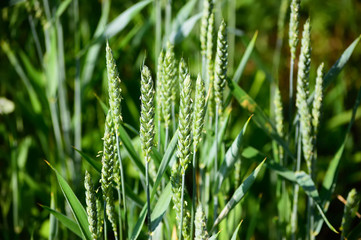 Close-up view of a green field of unripe wheat