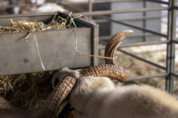 white goat on rural fair