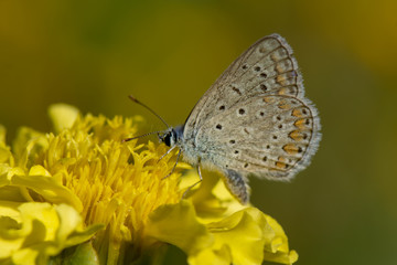 butterfly on flower