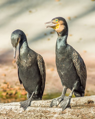 Kormoran Czarny 2 © Mariusz Sowula