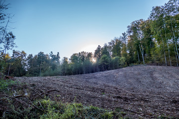 Abholzung im Wald