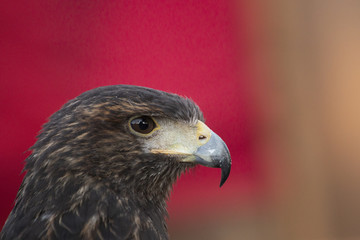 golden eagle (Aquila chrysaetos)