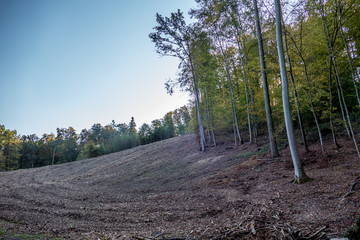 Abholzung im Wald