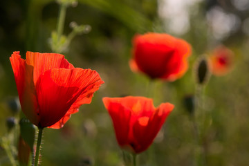 Rot leuchtende Mohnblumen in der Abenddämmerung im Gegenlicht