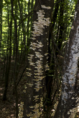 Trees with interesting shapes and formations on their stems and trunks on the way to Eho hut. The mountain in the central Balkan astonishes with its beauty, fresh air and magnetism.