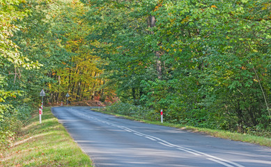 Asfaltowa droga w jesiennym lesie.