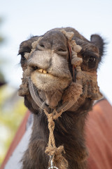 camel head in medieval festival