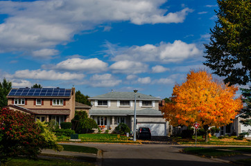 Fototapeta na wymiar An autumn orange maple tree with two large houses, one with solar panels