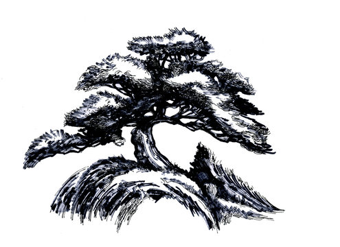 Bonsai tree, Ink drawing.