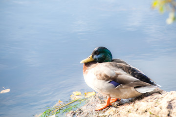 wild male duck basking on the stone.
