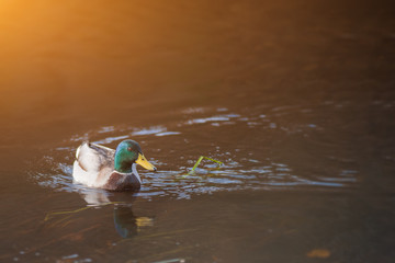 mallard duck swims across the wters of a autumn golden reflection