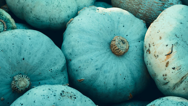 Harvest: Heap of Blue Kuri Hokkaido Pumpkin, Cucurbita maxima