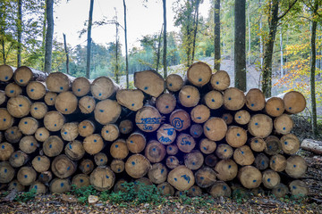 Gefällte und markierte Baumstämme im Wald