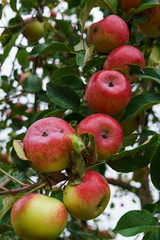 Branch of apple trees bending under the weight of fruit. Autumn orchard.