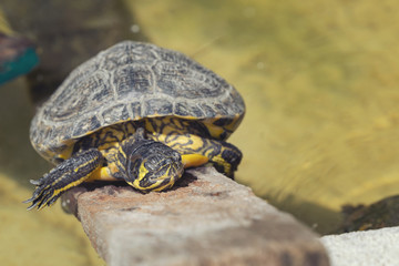 Faule Schildkröte