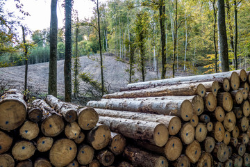 Gefällte und markierte Baumstämme im Wald