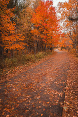 Vibrant fall foliage around a leaf covered road