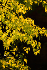yellow leaves on a dark background.