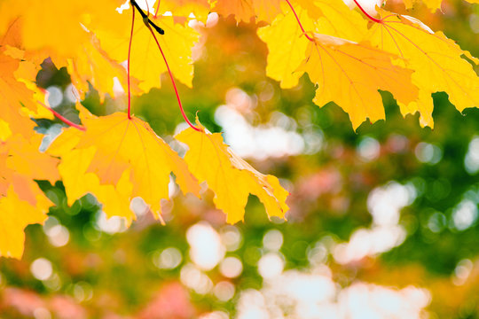 image of yellow autumn leaves