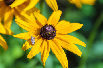 Yellow-orange Rudbeckia with brown centers.