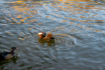 Mandarin ducks on the lake
